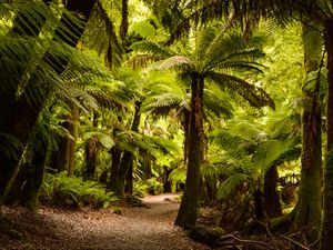 Preview wallpaper palm trees, forest, tropics, trail, nature