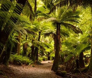 Preview wallpaper palm trees, forest, tropics, trail, nature