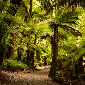 Preview wallpaper palm trees, forest, tropics, trail, nature