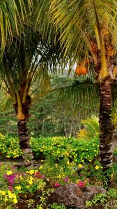 Preview wallpaper palm trees, fruits, yellow, trees
