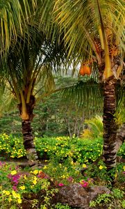 Preview wallpaper palm trees, fruits, yellow, trees