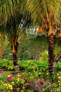 Preview wallpaper palm trees, fruits, yellow, trees