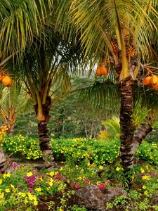 Preview wallpaper palm trees, fruits, yellow, trees