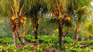 Preview wallpaper palm trees, fruits, yellow, trees