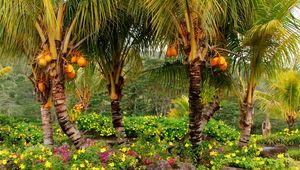 Preview wallpaper palm trees, fruits, yellow, trees