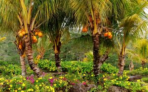 Preview wallpaper palm trees, fruits, yellow, trees