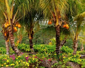 Preview wallpaper palm trees, fruits, yellow, trees