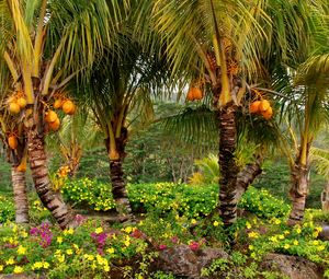 Preview wallpaper palm trees, fruits, yellow, trees