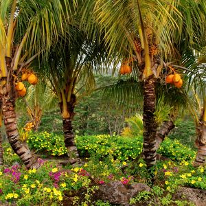 Preview wallpaper palm trees, fruits, yellow, trees