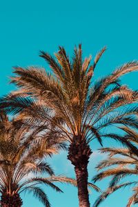 Preview wallpaper palm trees, genoa, italy