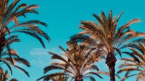 Preview wallpaper palm trees, genoa, italy