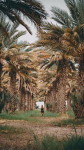 Preview wallpaper palm trees, grass, girl, tropics, nature