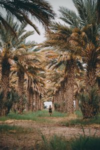 Preview wallpaper palm trees, grass, girl, tropics, nature