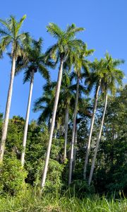 Preview wallpaper palm trees, grass, nature, landscape