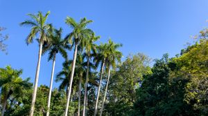 Preview wallpaper palm trees, grass, nature, landscape