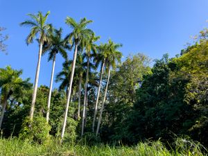 Preview wallpaper palm trees, grass, nature, landscape