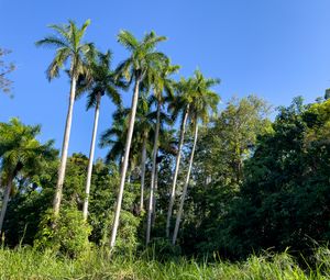 Preview wallpaper palm trees, grass, nature, landscape