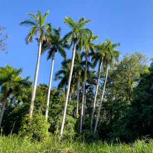 Preview wallpaper palm trees, grass, nature, landscape