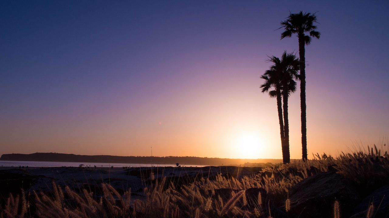 Wallpaper palm trees, grass, sunset, nature
