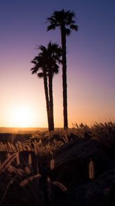 Preview wallpaper palm trees, grass, sunset, nature