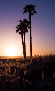 Preview wallpaper palm trees, grass, sunset, nature