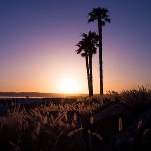 Preview wallpaper palm trees, grass, sunset, nature