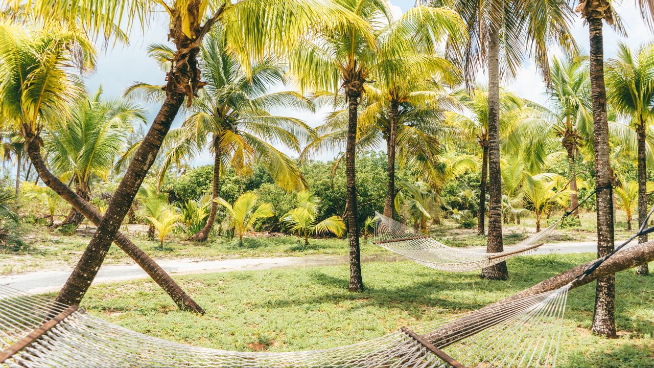 Wallpaper palm trees, hammocks, tropics, summer, bahamas