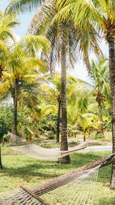 Preview wallpaper palm trees, hammocks, tropics, summer, bahamas