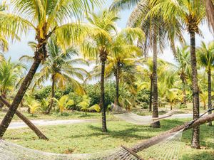 Preview wallpaper palm trees, hammocks, tropics, summer, bahamas