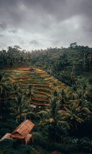 Preview wallpaper palm trees, hills, fields, aerial view, tropics