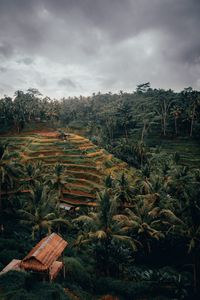 Preview wallpaper palm trees, hills, fields, aerial view, tropics