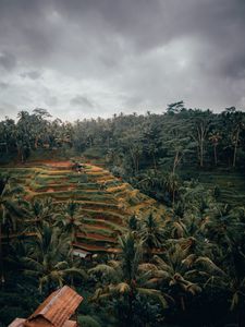 Preview wallpaper palm trees, hills, fields, aerial view, tropics