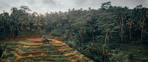 Preview wallpaper palm trees, hills, fields, aerial view, tropics