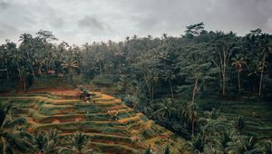 Preview wallpaper palm trees, hills, fields, aerial view, tropics