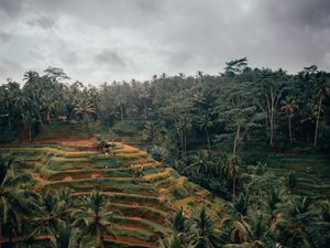 Preview wallpaper palm trees, hills, fields, aerial view, tropics