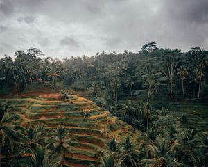 Preview wallpaper palm trees, hills, fields, aerial view, tropics