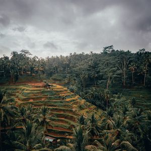 Preview wallpaper palm trees, hills, fields, aerial view, tropics