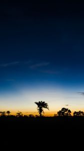 Preview wallpaper palm trees, horizon, night, sky, clouds, dark