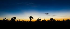 Preview wallpaper palm trees, horizon, night, sky, clouds, dark