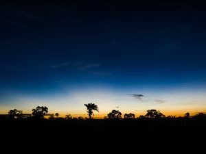 Preview wallpaper palm trees, horizon, night, sky, clouds, dark