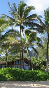 Preview wallpaper palm trees, house, coast, thickets, sand, beach