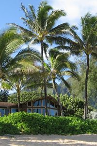 Preview wallpaper palm trees, house, coast, thickets, sand, beach