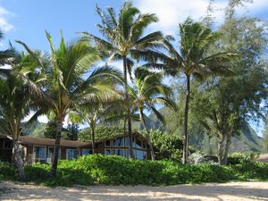 Preview wallpaper palm trees, house, coast, thickets, sand, beach