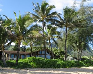 Preview wallpaper palm trees, house, coast, thickets, sand, beach