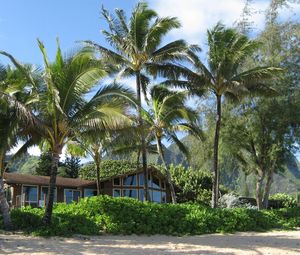 Preview wallpaper palm trees, house, coast, thickets, sand, beach