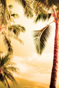 Preview wallpaper palm trees, kroner, lighting, evening