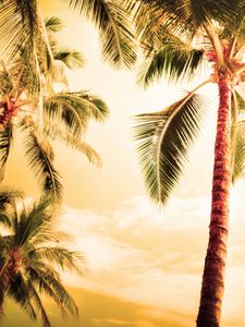 Preview wallpaper palm trees, kroner, lighting, evening