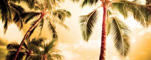 Preview wallpaper palm trees, kroner, lighting, evening