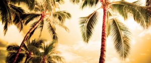 Preview wallpaper palm trees, kroner, lighting, evening