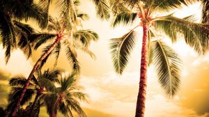 Preview wallpaper palm trees, kroner, lighting, evening